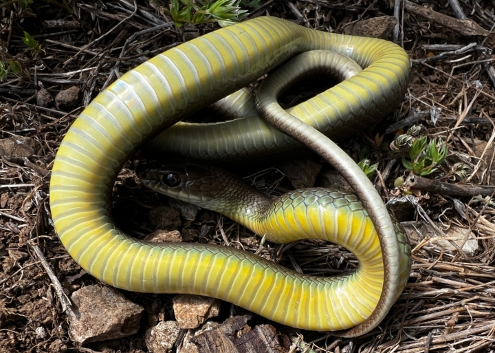 Western Yellowbelly Racer